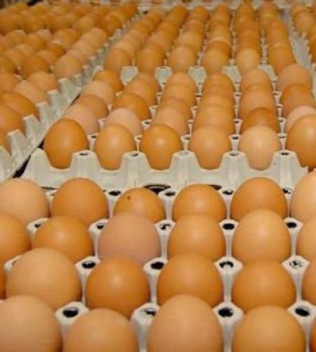 Crates of eggs lohachy farms