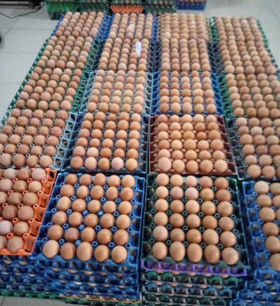 Lohachy Farms Fresh Eggs