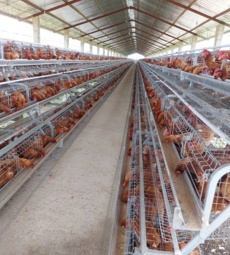 Lohachy Poultrty Farm picture 6