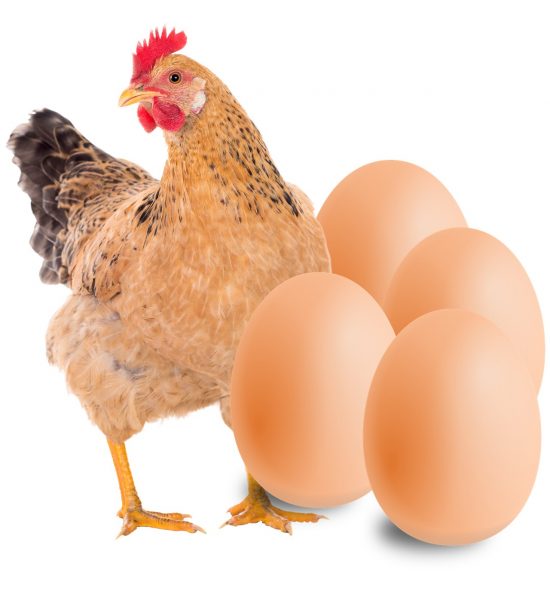 Lohachy eggs and chicken